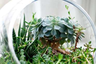 Terrarium Planter Table Runner