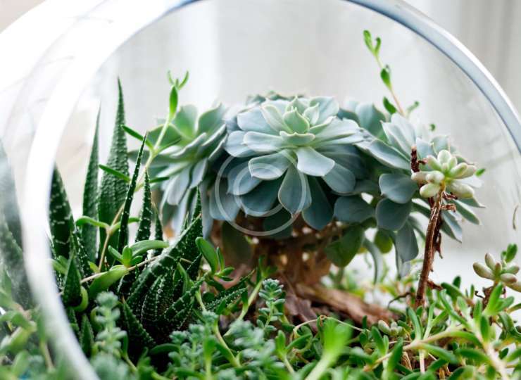 Terrarium Planter Table Runner