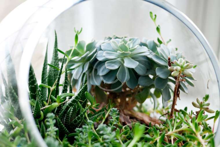 Terrarium Planter Table Runner