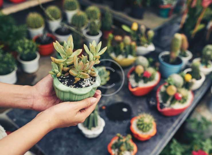 Are Your Houseplants Happy?