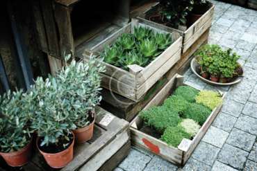 Holiday Gifts for Indoor Gardeners