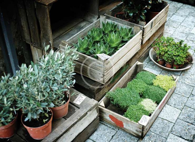 Holiday Gifts for Indoor Gardeners