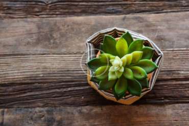 Houseplants as Old Friends